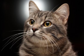 华体会登录-移花接木，当欧冠决赛的戏剧性降临辽宁vs湖人