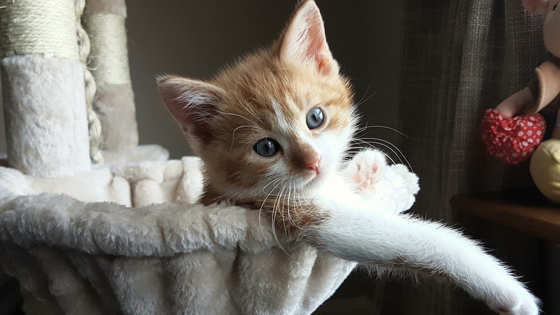 华体会登陆-戈麦斯闪耀全场，拉齐奥巅峰对决力克中国豪门  第1张