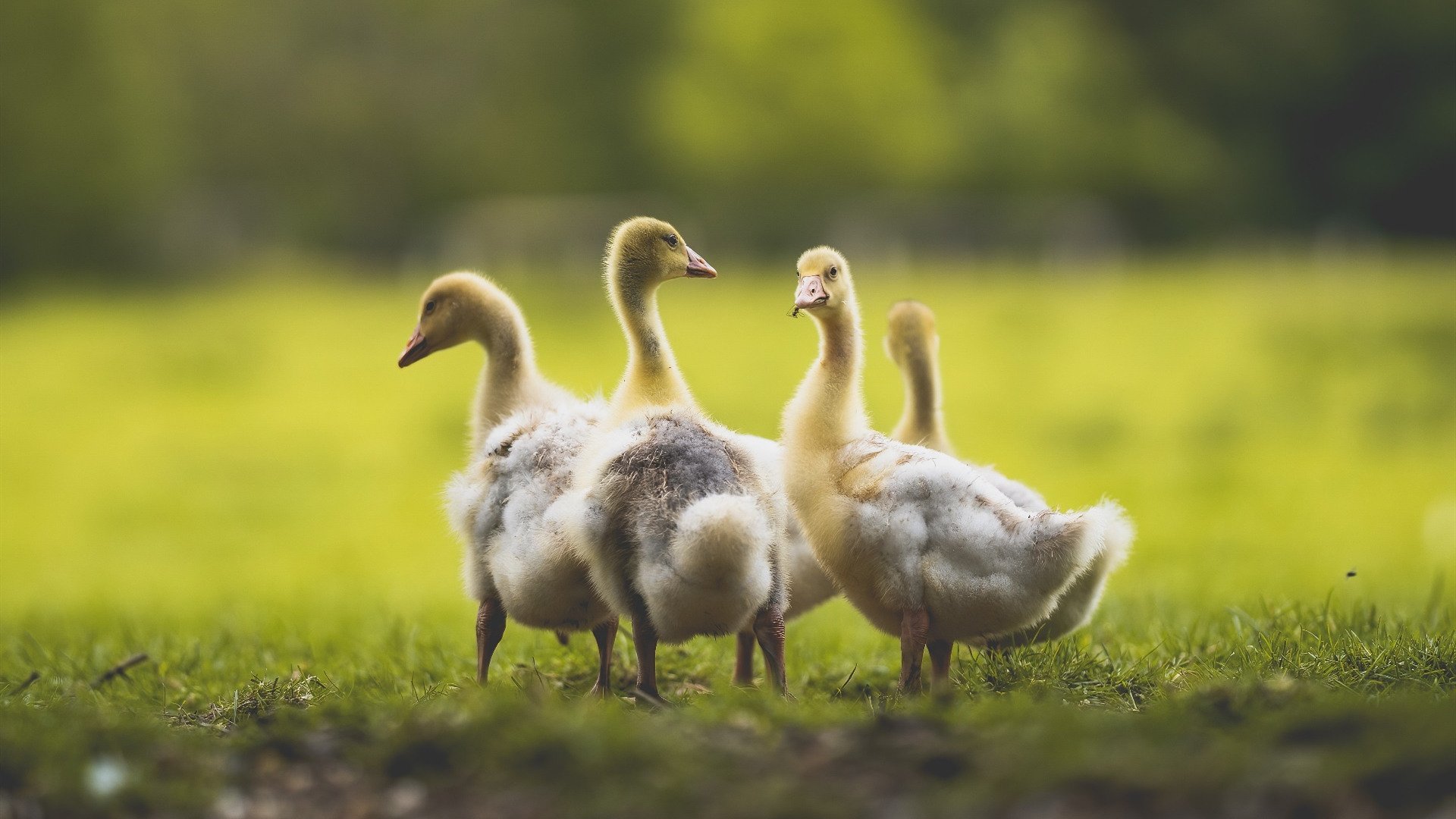 华体会体育-惊蛰之雷，于无声处听格林逆转时代的轰鸣  第2张